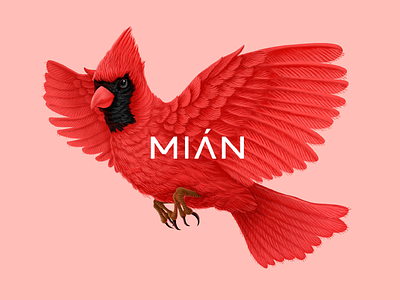 Mian Bird 01 bird drawing graphic illustration painting red