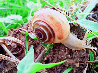 Farm Lush forest grassy green natural photograhy snails