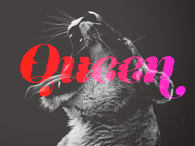 Lioness art design gradient lion lioness pink queen red