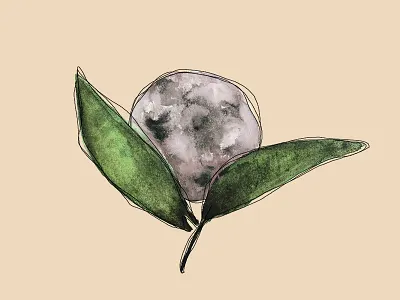 Moon Flower botanical botanical illustration illustration moon moon illustration sketch watercolor