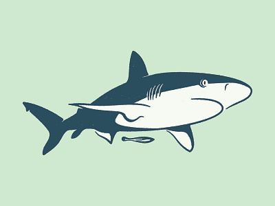 Shark animal illustration shark sharks vector