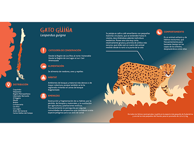 Infographics of the güiña cat illustration illustrator infographic wildcat wildlife