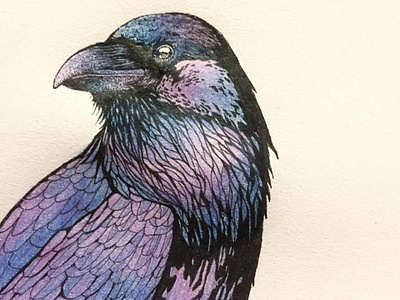 Raven illustration drawing hand drawn illustration ink pen sketch