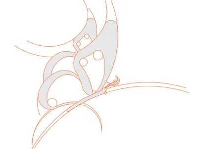 Butterfly Grid butterfly golden section grid grid construction illustration