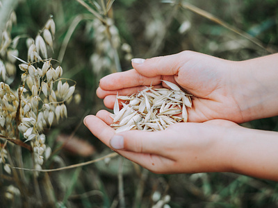 Harvest Fresh Bio Oats design download free free for commercial use freebie freephoto freestock imagery layout social media images stockphoto