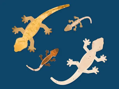 My crested gecko adobe animal animal art crested gecko flat flat design gecko illustration illustrator minimal pet vector