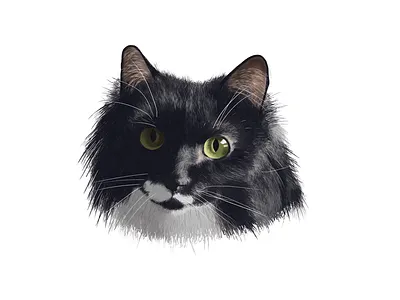 Lafayette 2d art cat digital painting illustration painting photoshop