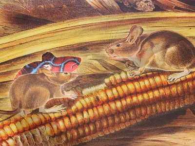 Of Mice And Men audubon illustration mice ucsb