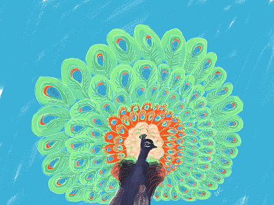 Peacock illustration illustration