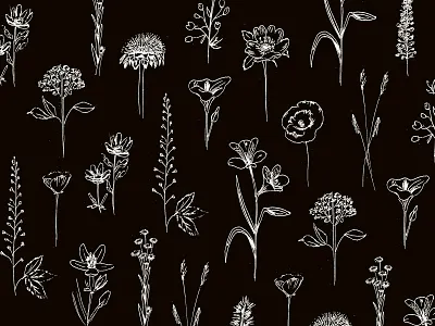Patagonian wildflowers black botanic floral flowers graphic design illustration ink pattern