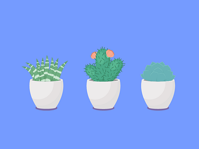 Succulent catus illustration succulent