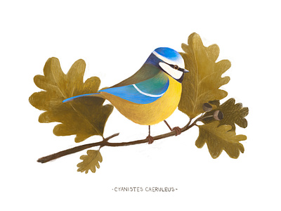 BIRDCEMBER (drawin one bird a day in December) birds cute illustration