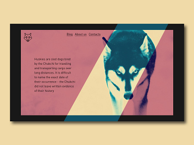 Husky or wolf animal art design dog husky photoshop site ui web wolf