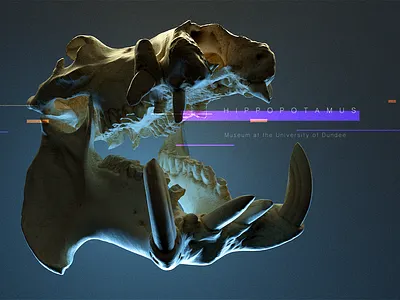Skull Hippopotamus 3d art c4d cg illustration octane render