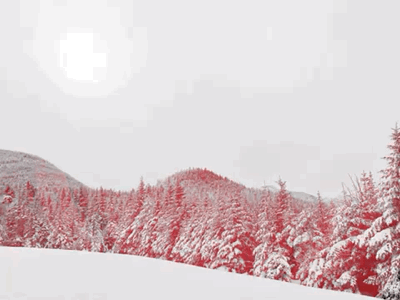 Doodle | Holiday Daily Project | 2018 ae after effects animation mograph motion motion design tree