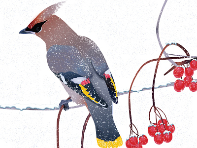 Winter bird beautiful bird bohemian bombycilla details illustration mood red viburnum snow snowflakes tree waxwing winter