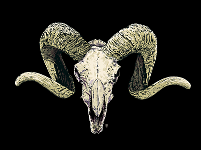 Bighorn Skull bighornskull drawing illustration ipadart ipadillustration skull tshirtdesign