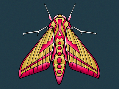 elephant hawk moth butterfly illustration moth stylised textured