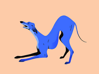 Greyhound dog greyhound