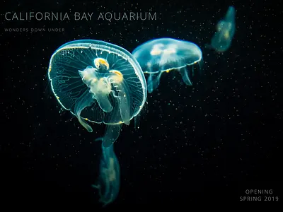 Website Concept Design black blue design nature ocean sketch ui ux water web webdesign webdesigner website concept