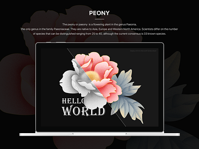 Flower Peony clean design flower helloword illustration microsoft peony sketch surface ui ux web