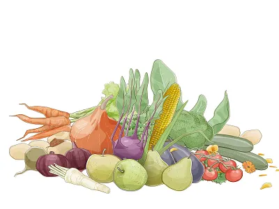 Organic Produce Illustration apple branding campaign carrot design drawing fruit illustration onion organic pear produce pumpkin vector veg