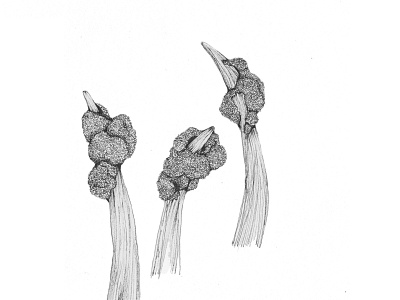 Yellow Top-Rib Diagram botanical art botanical illustration hand drawn illustration landscape illustration scientific illustration