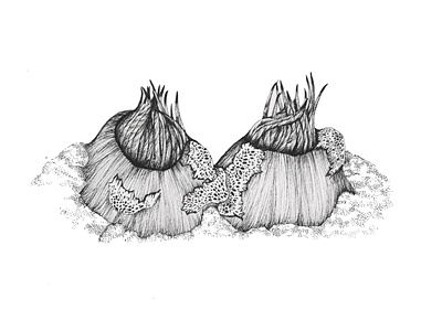 Giant Ground Anemone 3d botanical art botanical illustration design hand drawn illustration landscape design scientific illustration