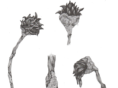 Black Leaf Palm botanical art botanical illustration design hand drawn illustration landscape design landscape illustration scientific illustration