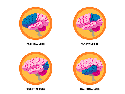 Brain Diagrams brain design illuatration vector