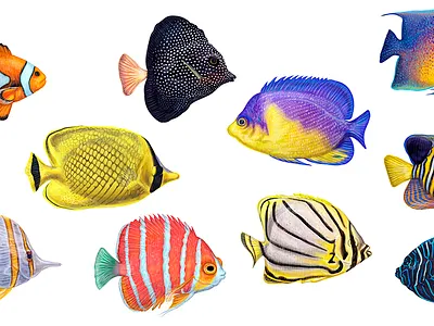 Exotic fishes asia bright colorful fish island nemo ocean rainbow scientific illustration sea sea creature swim thailand travelling tropical undersea