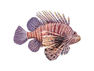 Exotic fish asia bright colorful fish island nemo ocean rainbow scientific illustration sea sea creature swim thailand travelling tropical undersea