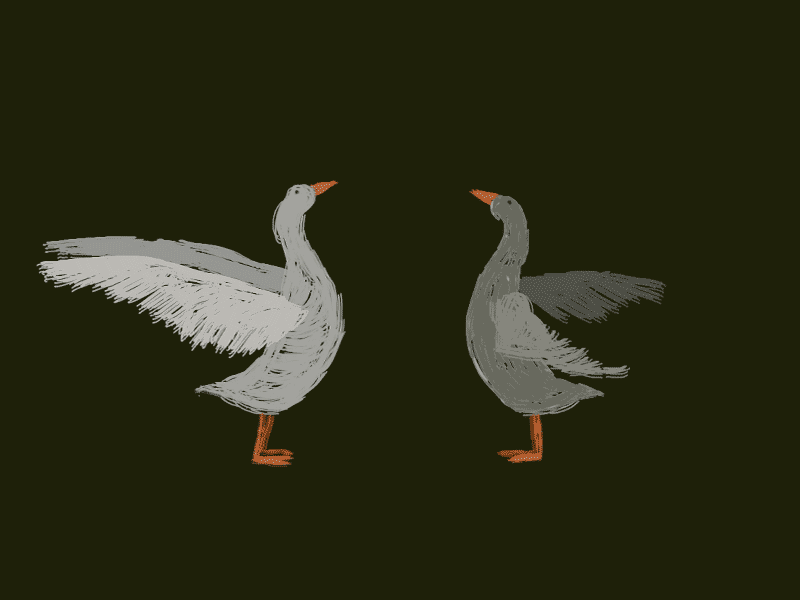 12framesaday Roto Geese 12framesaday 2d 2danimation animation animation2d framebyframe handdrawn rotoscope