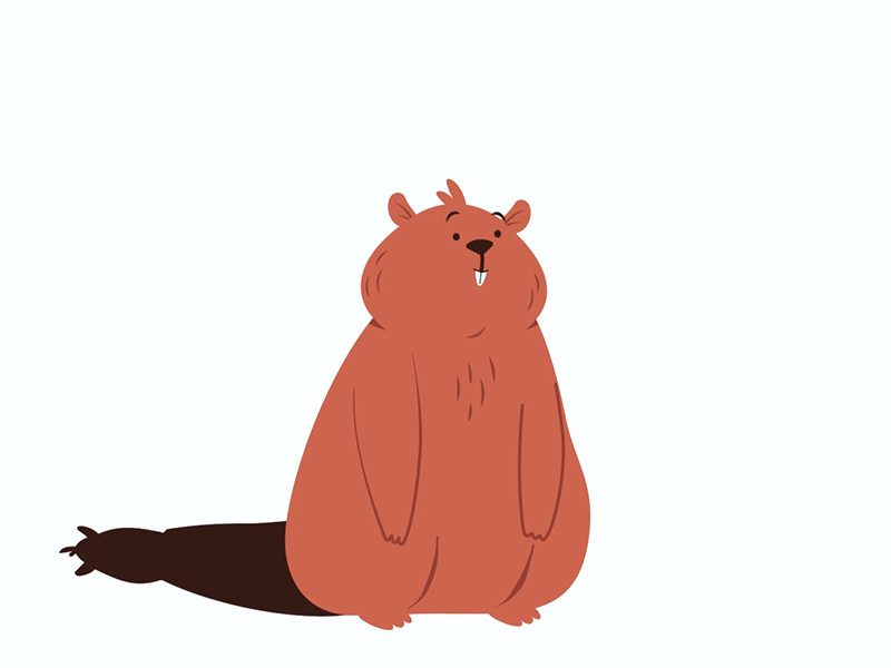 Groundhog 2d animal animation flat design groundhog motion animation pet