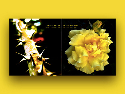 Roses art direction art director art director los angeles art director orange county art director san francisco photo photography poster yellow