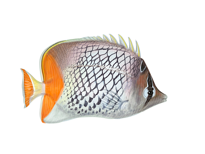 Flying underwater asia bright colorful exotic fish island nemo ocean rainbow scientific illustration sea sea creature swim thailand travelling tropical undersea