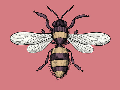 Vintage Bee bee bees brush brushes bug illustrator inscect insects vector vintage