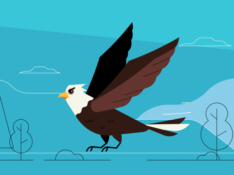 Be careful with the eagles afteeffects aftereffects animation characterdesign design flat illustration illustrator motion motiongraphics