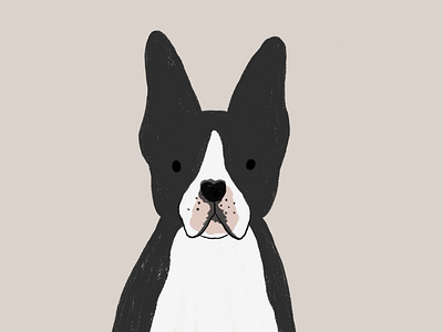 Frenchie animals bulldog dog french bulldog frenchie illustration ipad procreate puppy