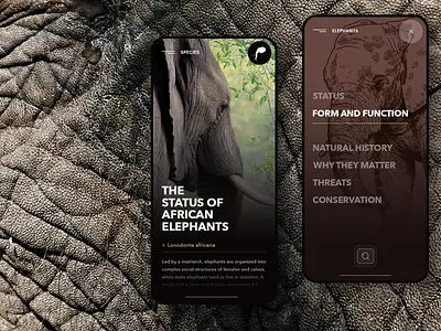 African Wildlife App africa animal care animation app clean design elephants flat ios minimal mobile mobile app design modern app landing typography ui ux web
