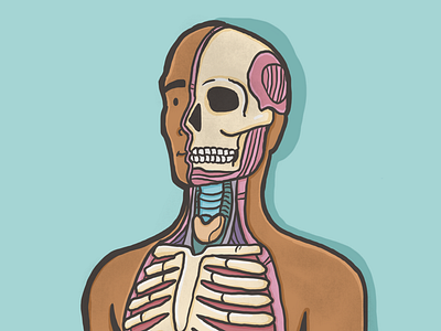 Anatomy anatomy body cross section diagram drawing education illustration