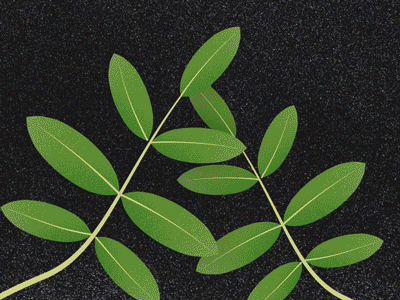 Savanna animation blender illustration leaves motion design motion graphics nature plants