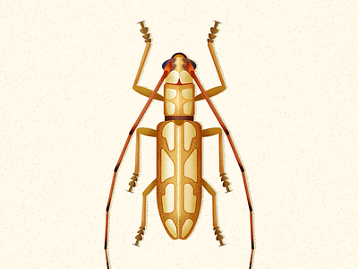 Longhorn Beetle beetle biodiversity bug coleoptera illustration insect vector