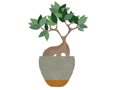 Ginseng Bonsai illustration plants