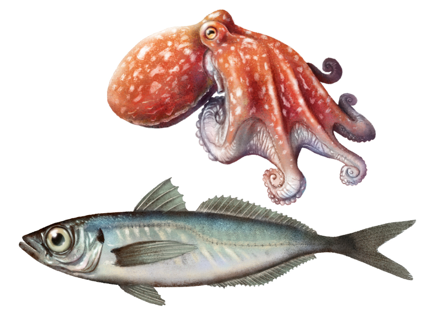 Example of Fishes x Regione Toscana