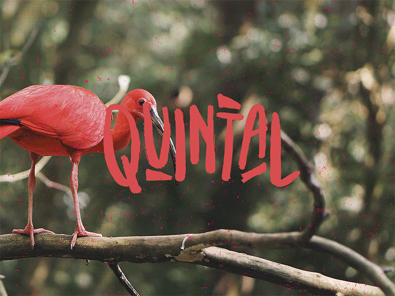 Quintal art direction branding brasil brasilidade culture social visual identity