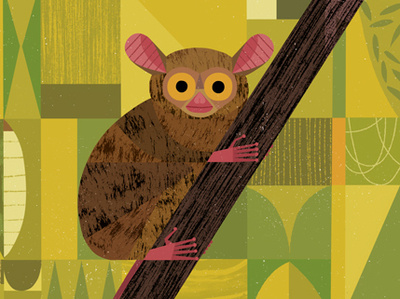 Tarsier animal mammal rainforest tropical
