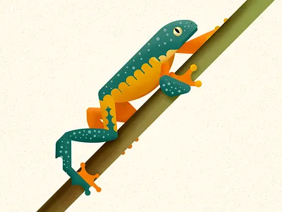 Fringed tree frog amphibian animal biodiversity fauna frog illustration treefrog vector