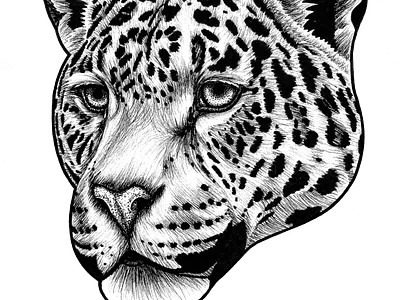 Jaguar animal animal art animal drawing big cat cat cat art drawing endangered face illustration ink drawing jaguar jaguars pen drawing portrait sketch spott wildlife