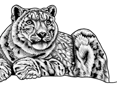 Snow Leopard animal animal art animal drawing big cat cat cat art drawing endangered illustration ink drawing leopard portrait sketch snow snow leopard spot wildlife